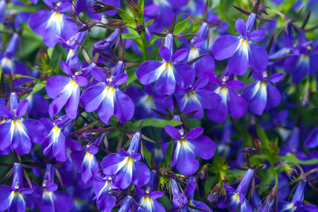Blue lobelia flowers,lobelia erinus, closeup backgroundの写真素材