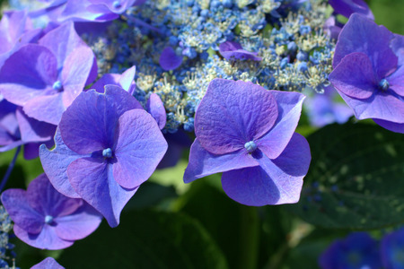 Blue hydrangea close up in the gardenの写真素材