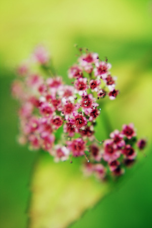 Pink flower of an Oriental cherry and butterfly;の写真素材