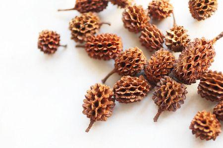 Autumnal backgroundの写真素材