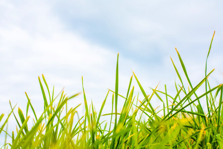 Green grass against blue sky close up