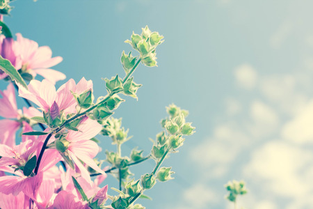 Beautiful pink Hollyhock flowers blooming in the gardenの写真素材