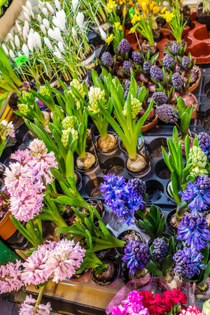 Beautiful colorful hyancinth flowers being sold at the city marketの写真素材