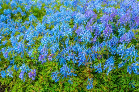 Beautiful Corydalis Flexuosa in full bloom close up