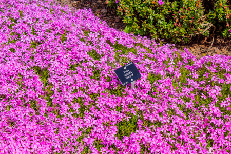 Masses of Flox suburata, mariorie, in full bloomの写真素材