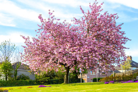 Beautiful Japanese cherry tree blossom in Mayの写真素材