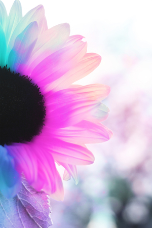 Colorful artistic sunflower close upの写真素材