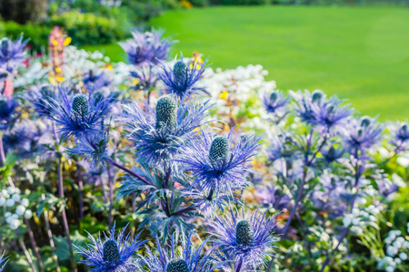 Eryngium oliverianum Sea Holly flower, blue plant close up in the gardenの写真素材