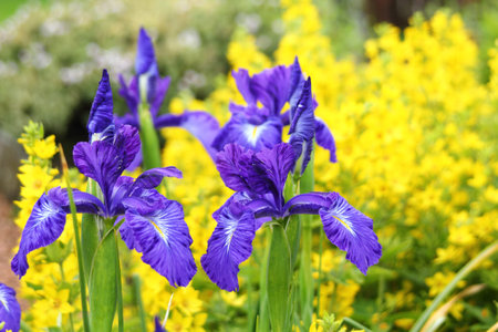 Beautiful purple flowers in the garden, summertimeの写真素材