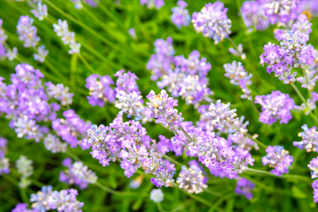 Lavender bushes closeup on sunset. Sunset gleam over purple flowers of lavender. Bushes on the center of picture and sun light on the left. Provence region of franceの写真素材