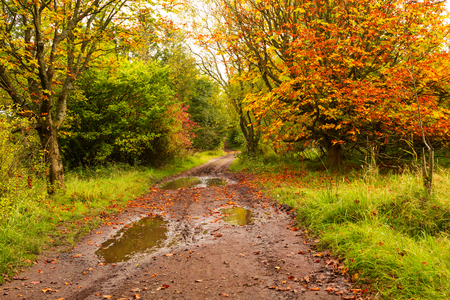 Autumn landscape with treesの写真素材