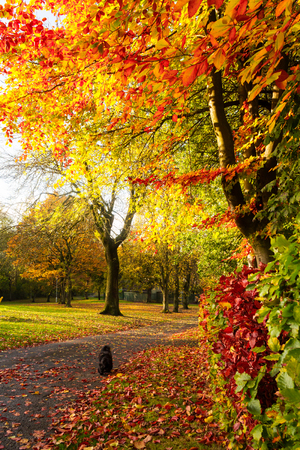 Autumn landscape with treesの写真素材