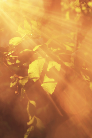 Beautiful beams of sun in the forsest, close upの写真素材