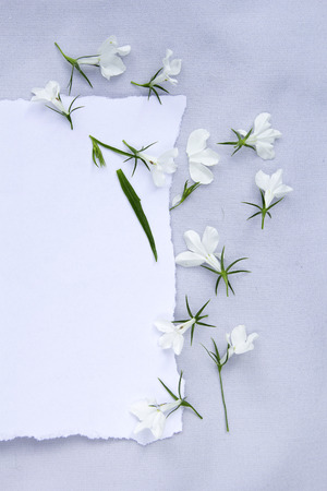 Spring, floral background with white paper and white lobeliaの写真素材