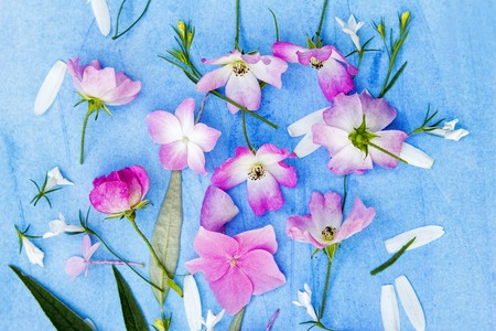Beautiful floral background with pink roses and hortensia on blue backgroundの写真素材