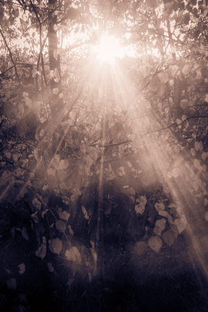 Sun rays through Summer branches in the park in sepiaの写真素材