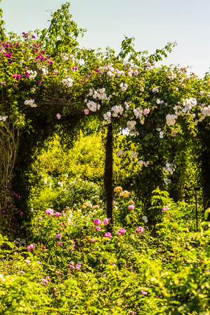 Beautiful rose garden in Summer, UK.の写真素材