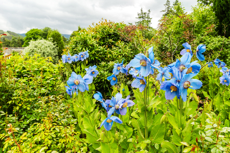 Meconopsis, Lingholm, blue poppies in the gardenの写真素材