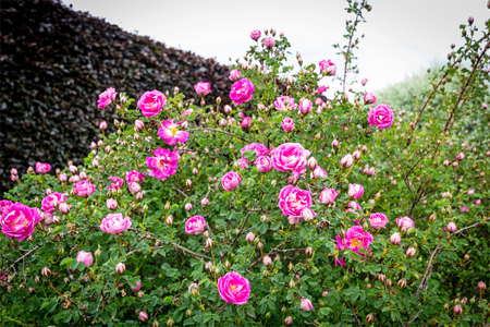 Pink roses border in the gardenの写真素材