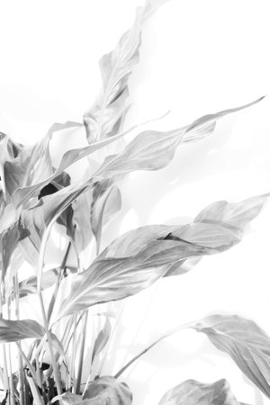 Exotic plants background in gray and whiteの写真素材