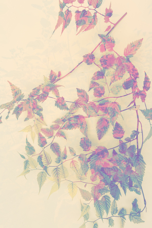 Artistic, floral background with branch of leavesの写真素材