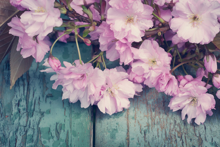 Rustic style Spring background with pink Japanese cherry blossom close upの写真素材