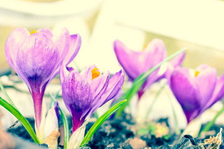 Beautiful violet crocuses in the garden on a sunny dayの写真素材