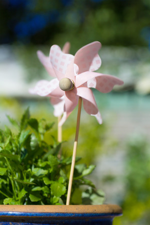 Light pink pinwheel in the garden flowepot, close up shot.の写真素材