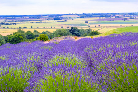 Lavender fields in England, UKの写真素材