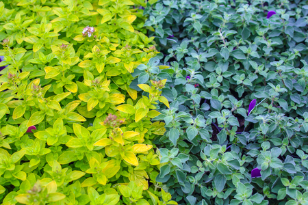 Green marjoram backgroundの写真素材