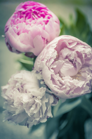Beautiful peonies in a vase, vintage close up shotの写真素材