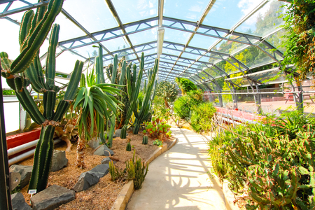 Beautiful succulent plants and cactuses in the greenhouseの写真素材