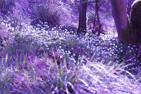 Beautiful, magical Spring flowers in the forestの写真素材