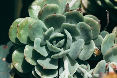 Beautiful succulent plants, close upの写真素材