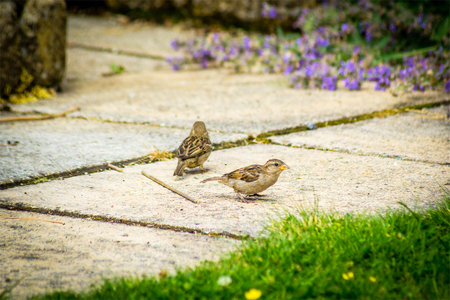 Common garden birds close up in the garden, sparrows and starlingsの写真素材