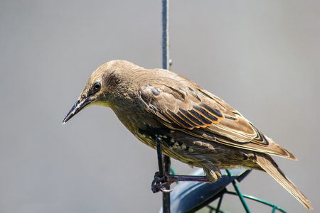 A starling close up in the gardenの写真素材