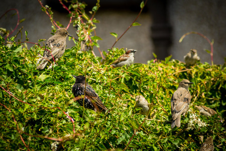 Beautiful British birds in the home garden, sparrows and starlings in Summertimeの写真素材