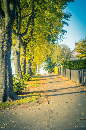 A line of trees in the street in Autumnの写真素材