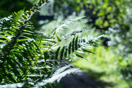 Beautiful green fern leaves in Summer close up shotの写真素材