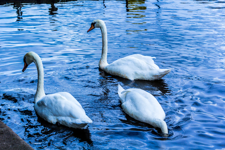 Beautiful white swans at the Linlithgow Loch in Scotlandの写真素材