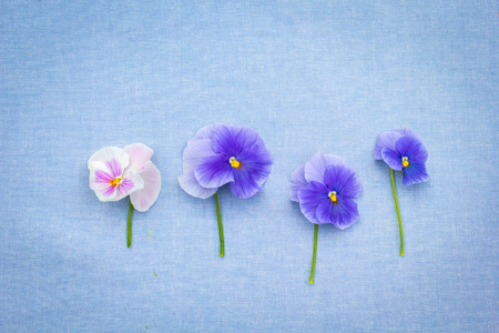Romantic blue pansies on blue, fabric backgroundの写真素材