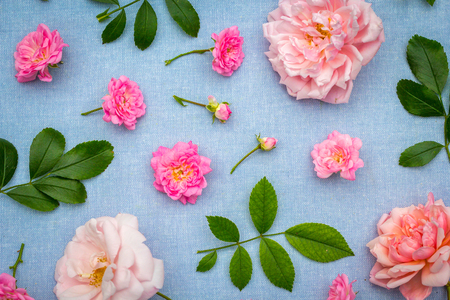 Beautifu, romantic, floral background with pink roses on blue, fabric backgroundの写真素材