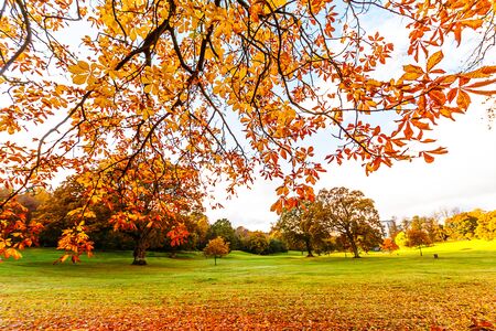 Orange, Fall chestnut tree branches over the fieldの写真素材