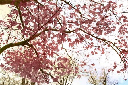 Red Japanese maple, ace tree branches backgroundの写真素材