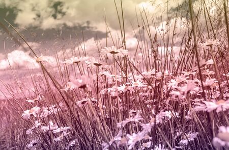 Beautiful, floral, romantic background with meadow of daisiesの写真素材