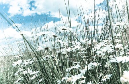 Beautiful, floral, romantic background with meadow of daisiesの写真素材
