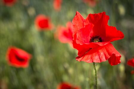 Red poppies blooming in the fields of grassの写真素材