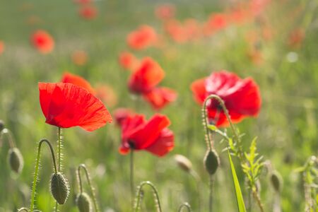 Red poppies blooming in the fields of grassの写真素材