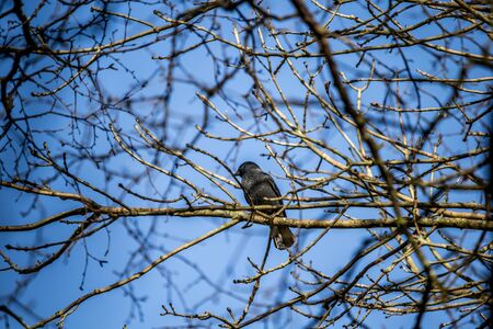 A common bird called starling sitting on the tree branches in Spring time.の写真素材