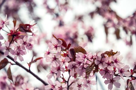 Beautiful and fresh spring backgrund with blurry light pink cherry blossom tree branchesの写真素材